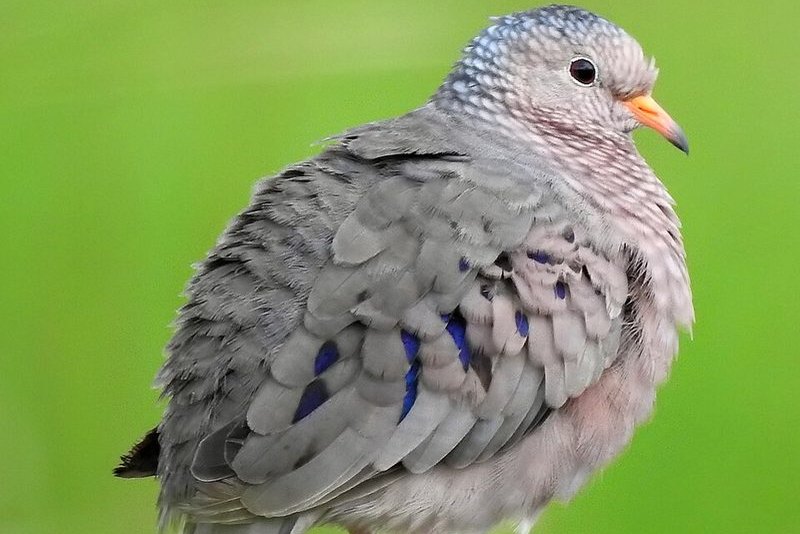 Common ground dove