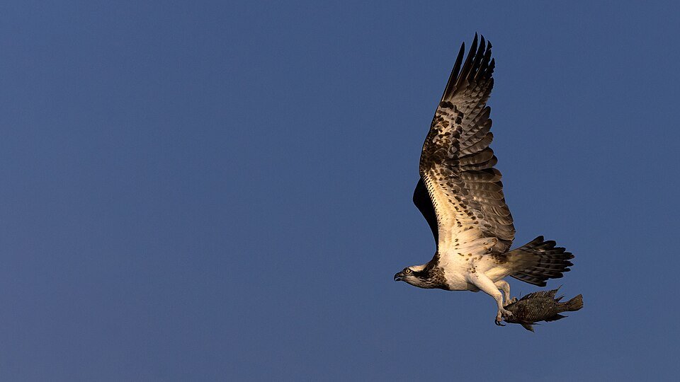 Osprey