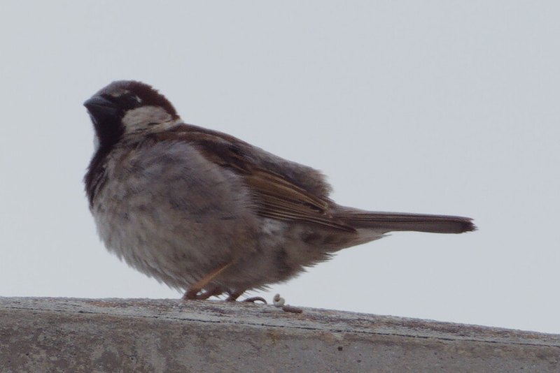 House sparrow