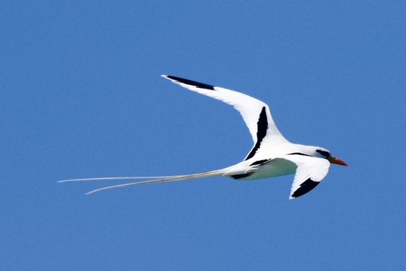 White-tailed tropicbird