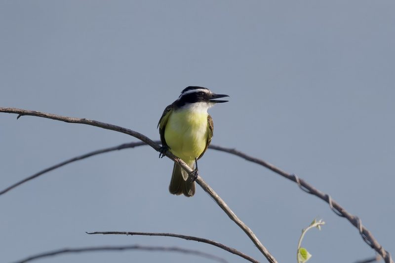 Great kiskadee