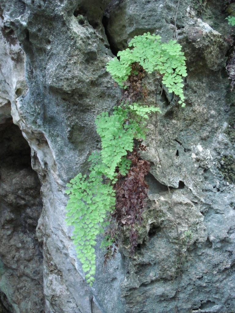 Bermuda maidenhair fern