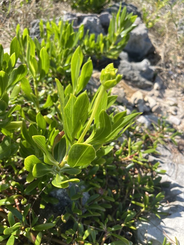 Seaside oxeye