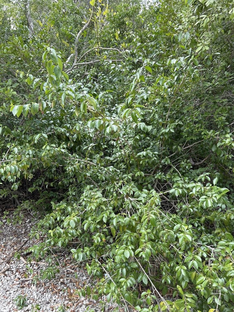 Bermuda snowberry