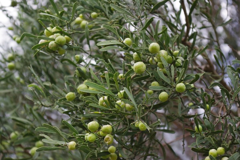 Citrus: oranges, lemons and limes