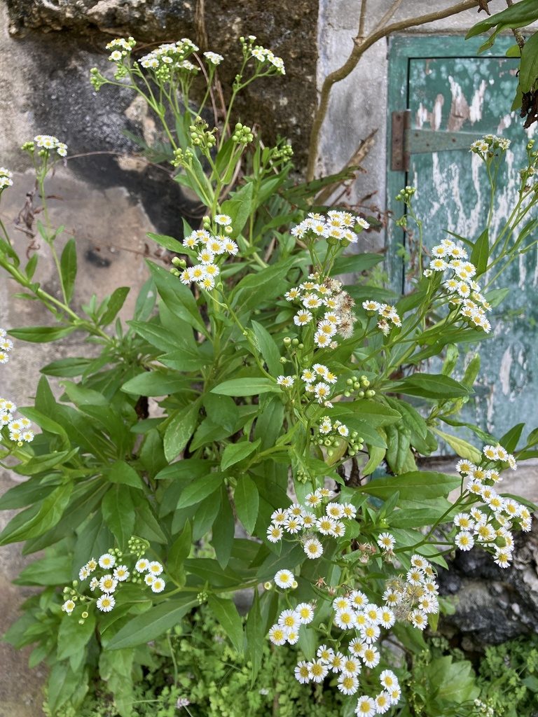 Darrell’s fleabane