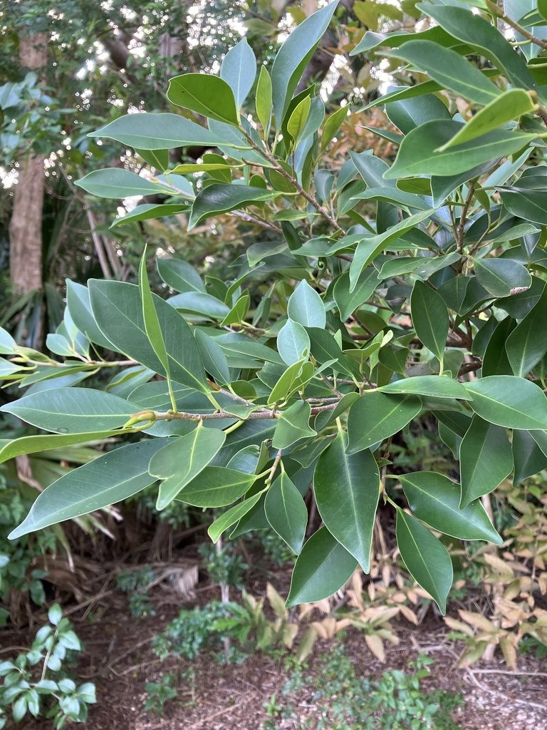 Indian laurel