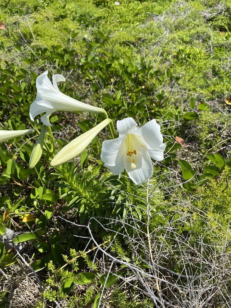 Easter lily