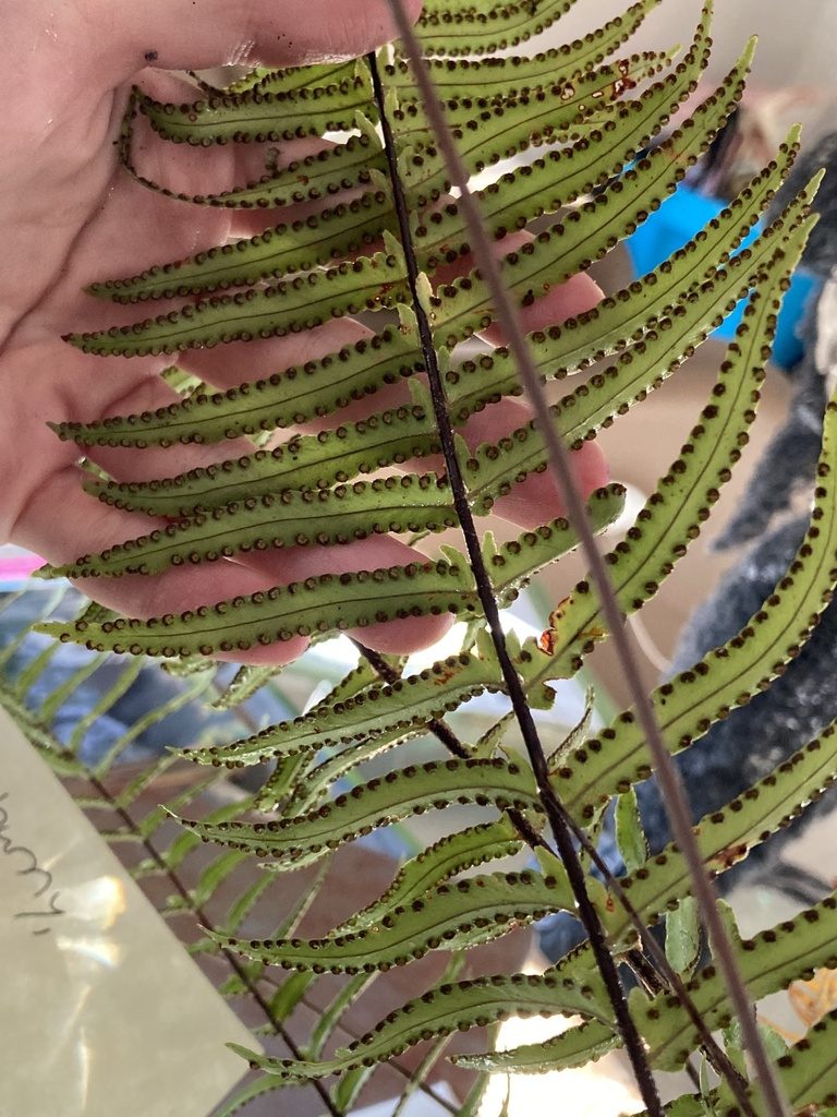Sword fern