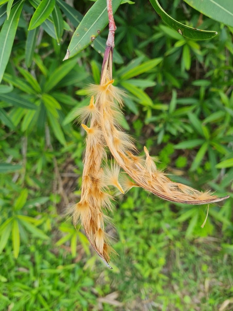 Oleander