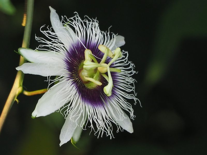 Passion fruit