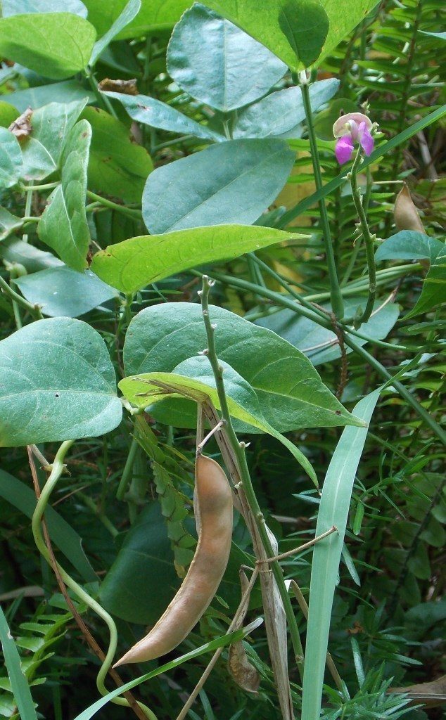 Bermuda bean