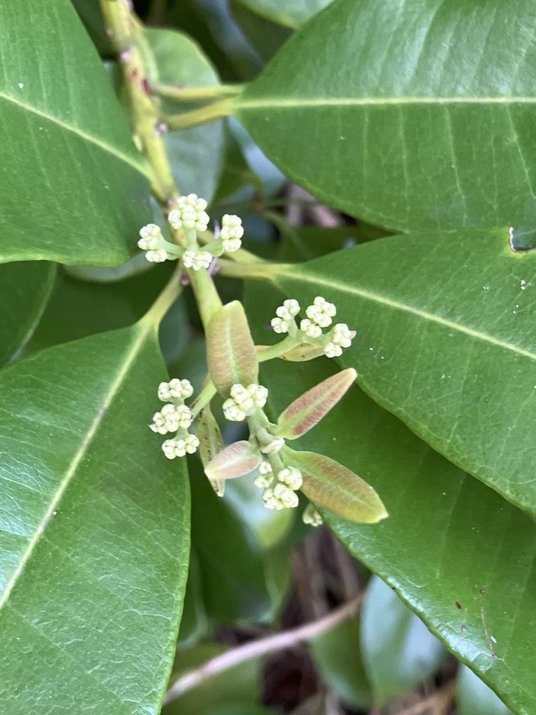 Allspice