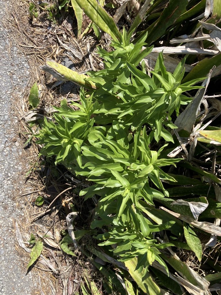 Seaside goldenrod