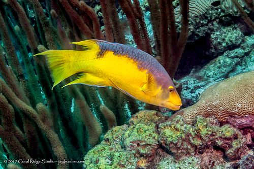 Spanish Hogfish
