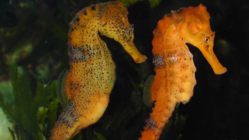 Longsnout Seahorse