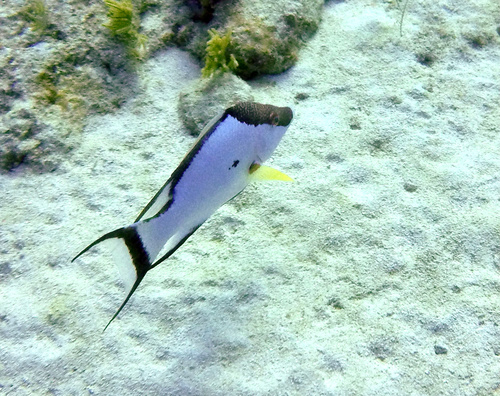 Hogfish