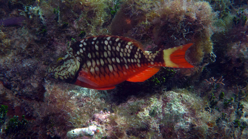 Stoplight Parrotfish