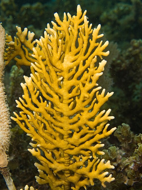 Branching Fire Coral