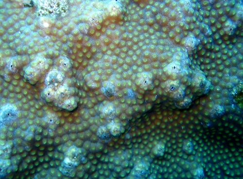 Boulder star coral