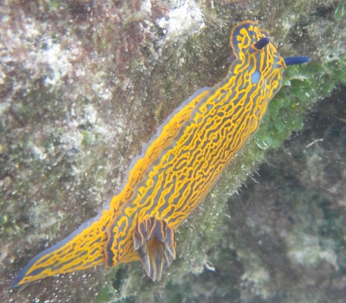 zebra doris
