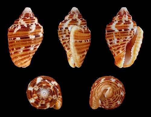 Merchant Dove Shell