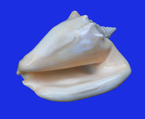Milk Conch