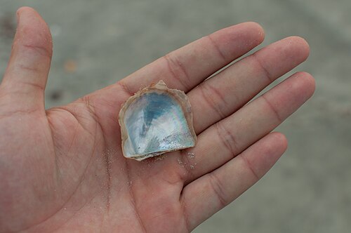 Atlantic Pearl Oyster