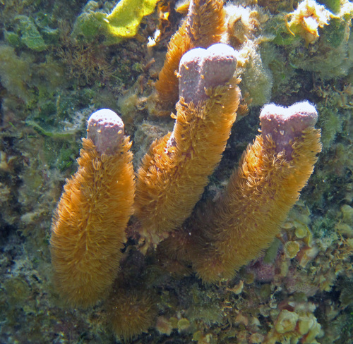 Corky Sea Finger