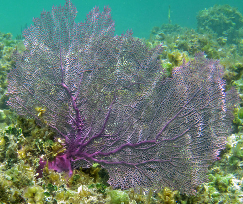 Purple Sea Fan