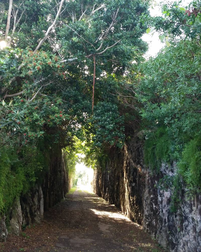 The Railway Trail through a tree-lined rock cutting near Somerset Bridge