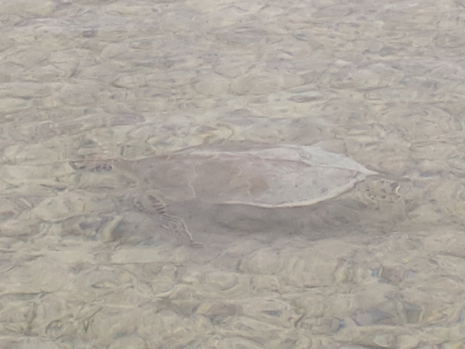 A green turtle swimming just off the beach