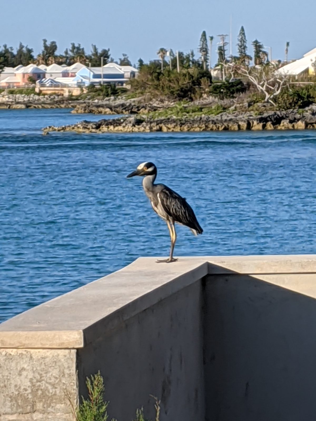 Visitors on the wall