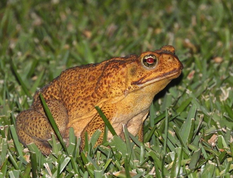 Cane toad (giant or marine toad)