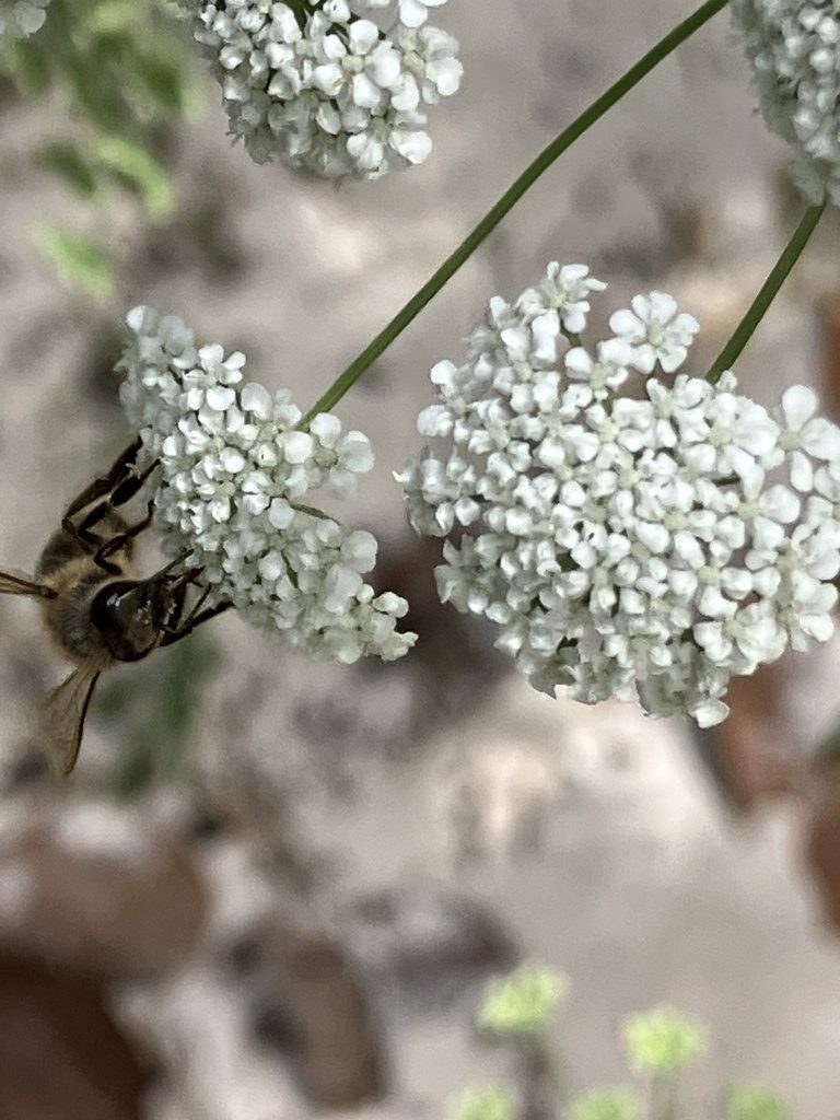 Honey bee