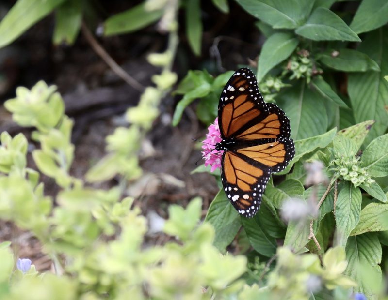 Monarch