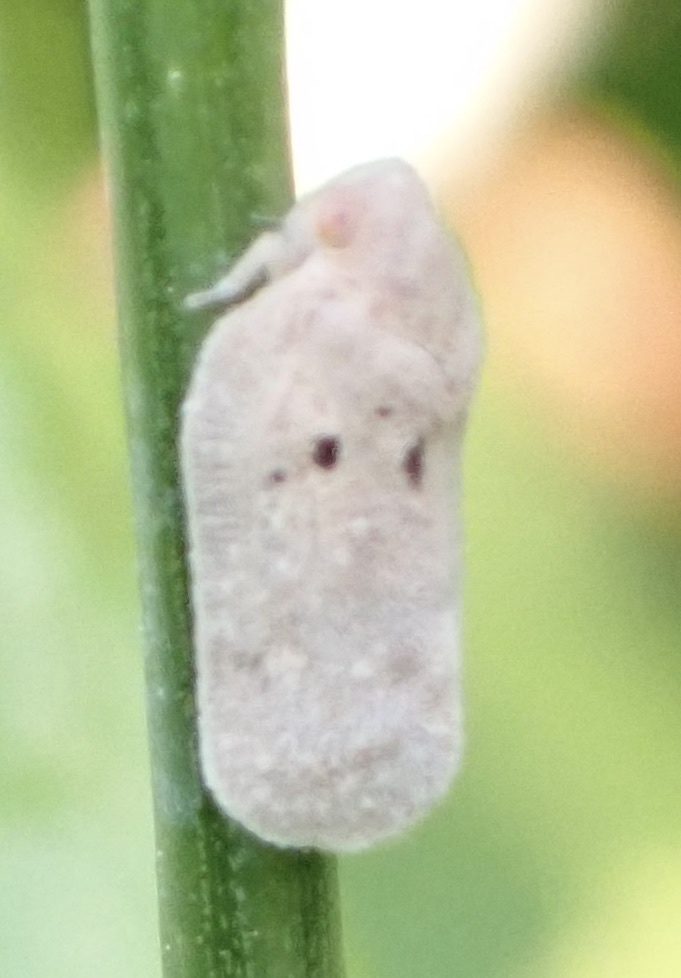 West Indian flatid planthopper