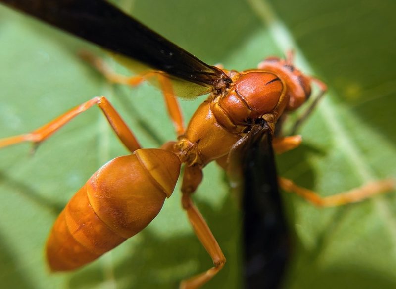 Red paper wasp
