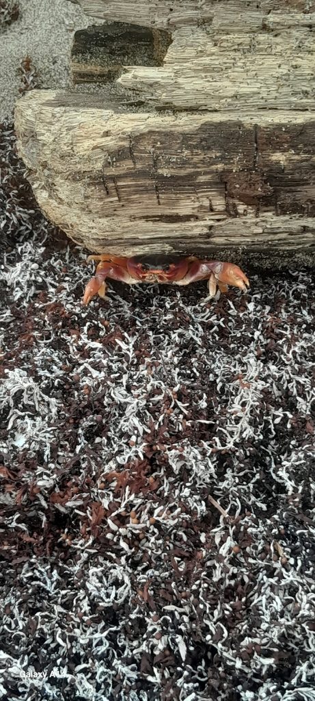 Red land crab (blackback land crab)