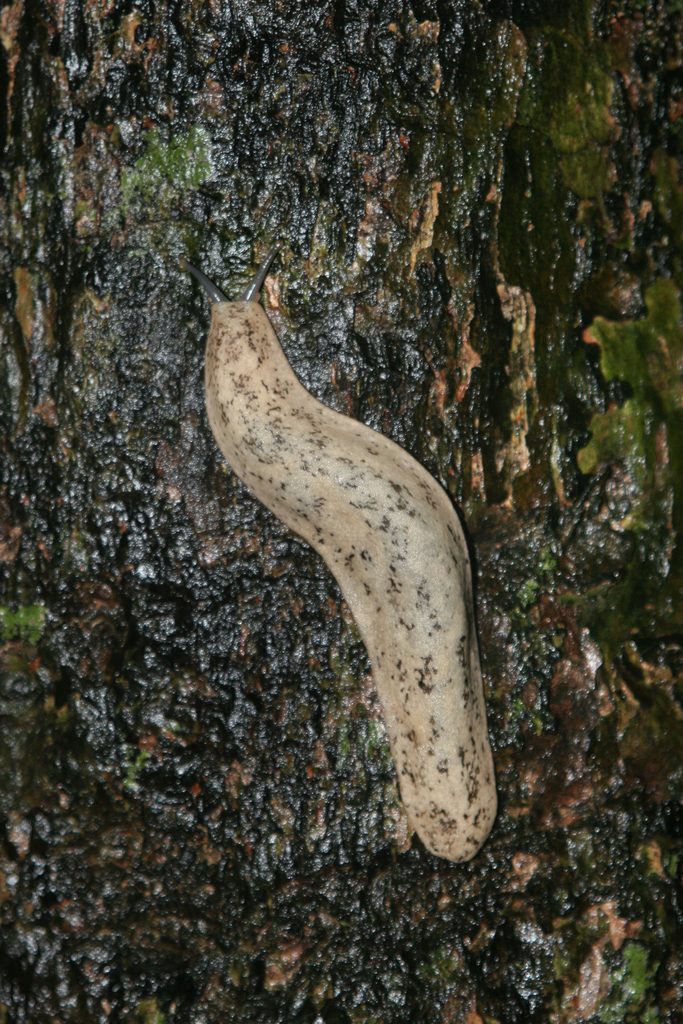 Pancake slug