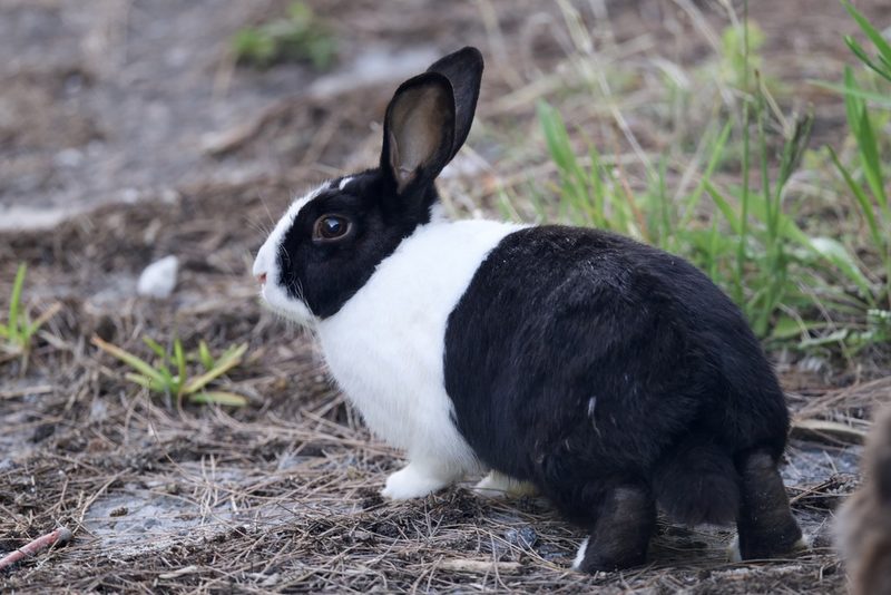 European rabbit