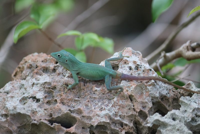 Jamaican anole
