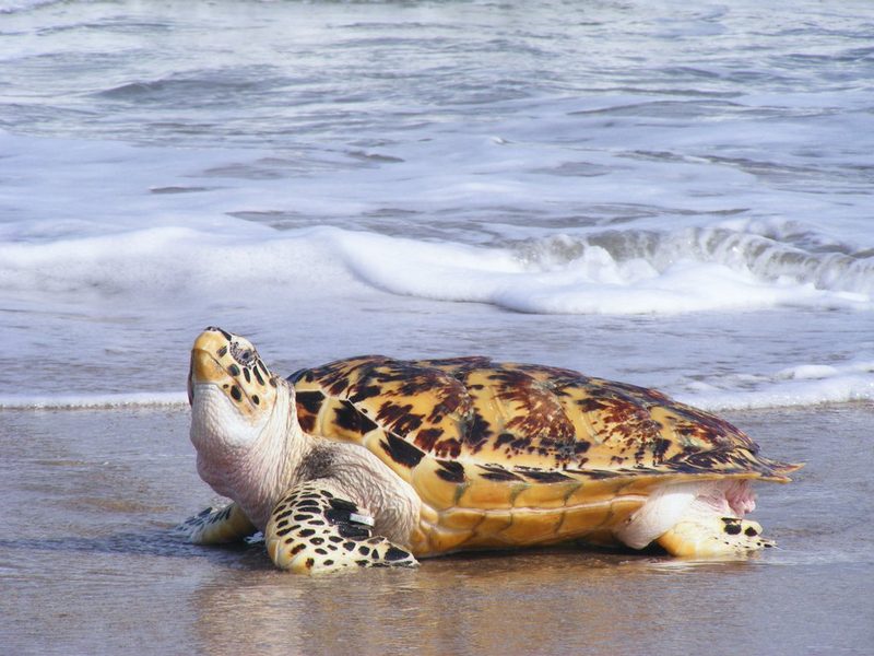 Hawksbill turtle