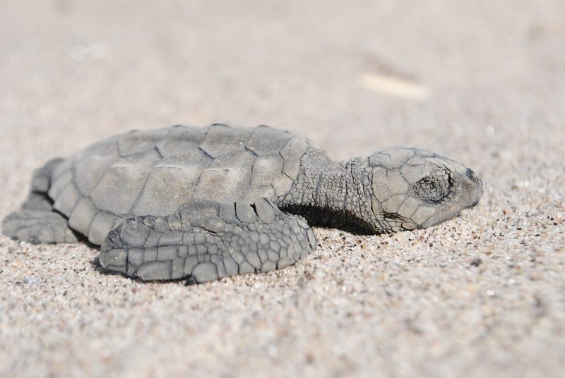 Kemp's ridley turtle