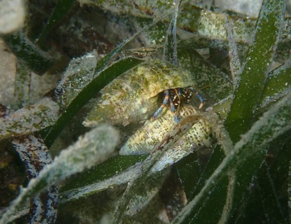Blue-legged hermit crab