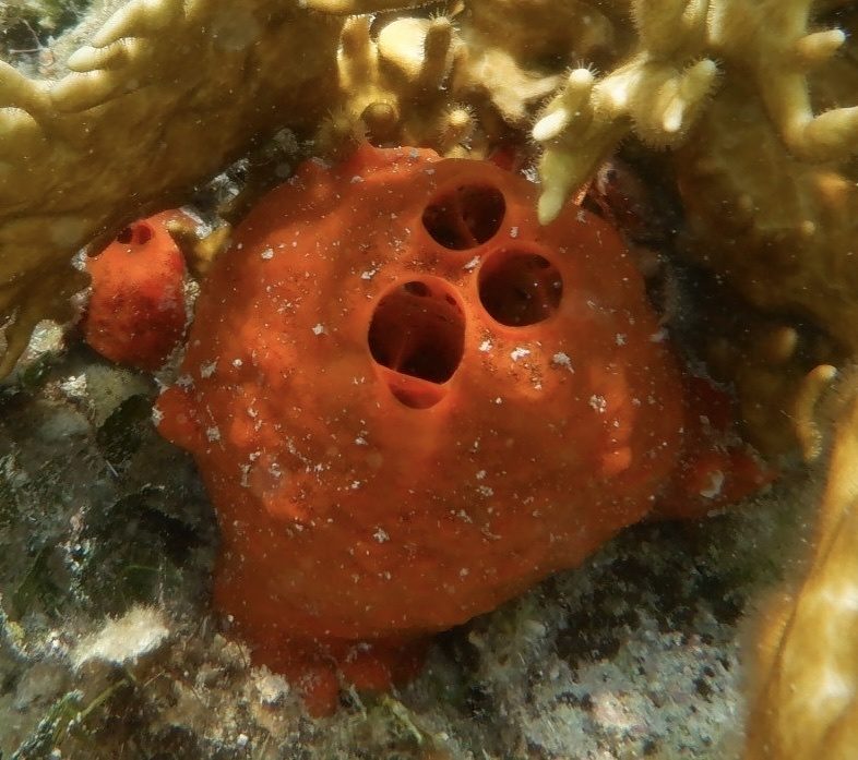 Fire sponge