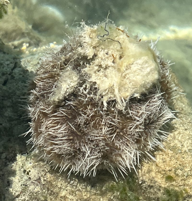 West Indian sea egg